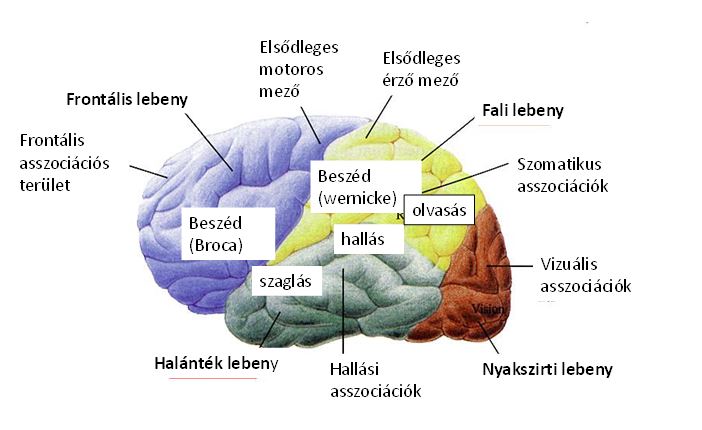 hogyan kapcsolódik a látás és az agy)